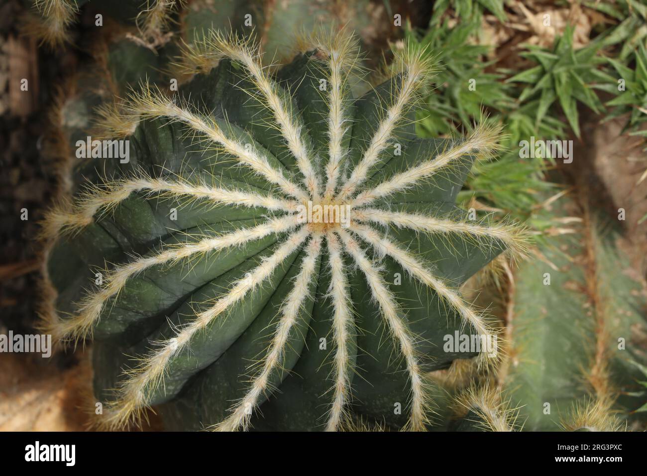 notocactus magnificus, green cactus with yellow spines, top view Stock Photo