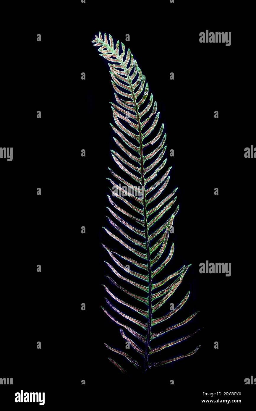 Hard-fern, Struthiopteris spicant Stock Photo