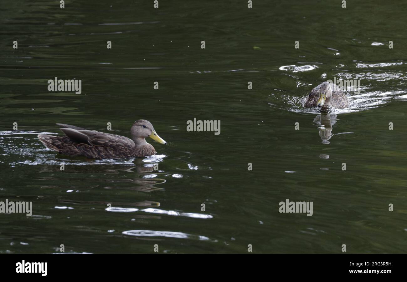 Mexican Duck (Anas diazi) 2 swimming birds at Bosque de Chapultepec, Mexico City, Mexico Stock Photo