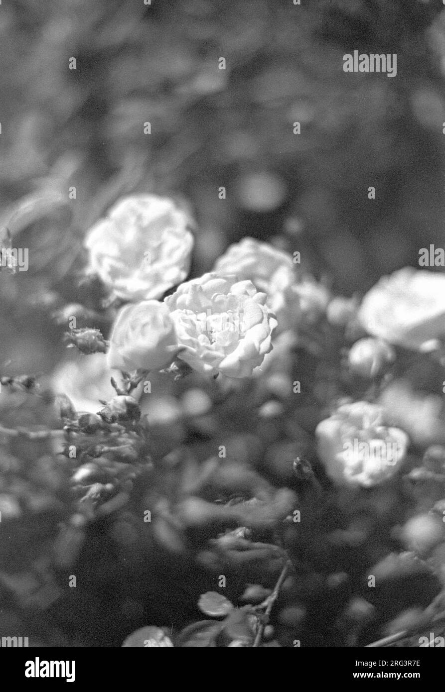 Shot on 35mm film Stock Photo Alamy