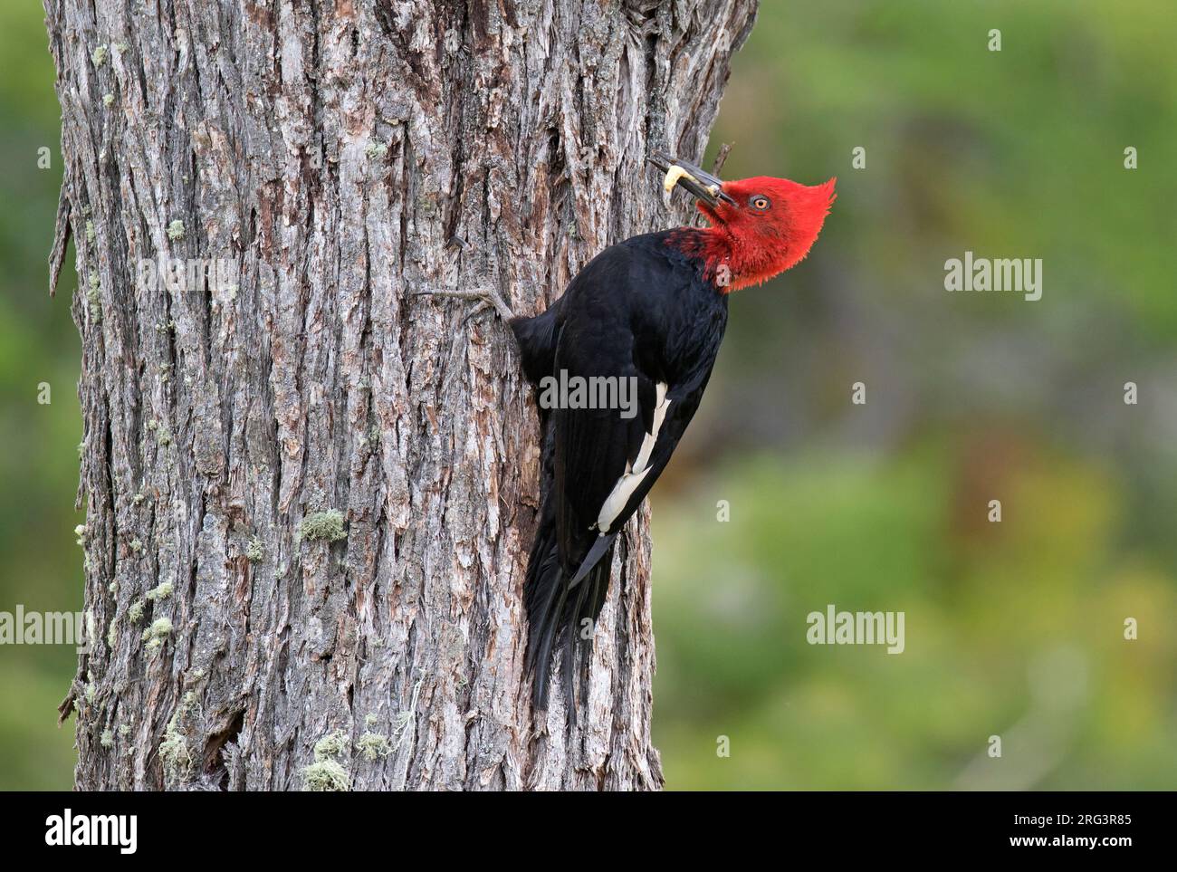 Adult male Magellanic Woodpecker (Campephilus magellanicus) in forest in mountain range in southern Chile. Carring food it its beak. Stock Photo
