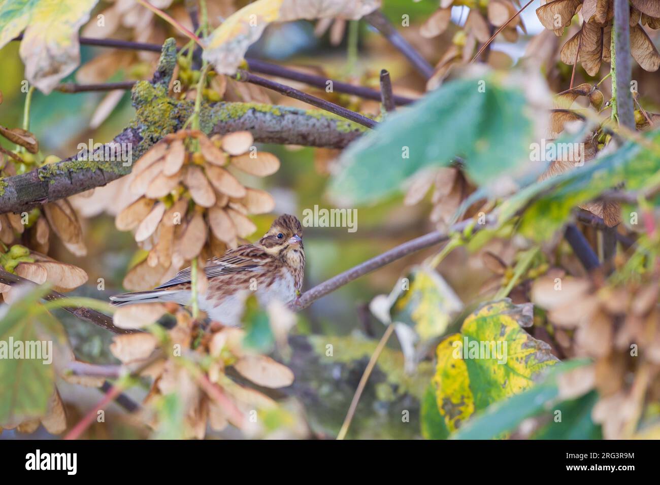 Bosgors, Rustic Bunting, Emberiza rustica Stock Photo