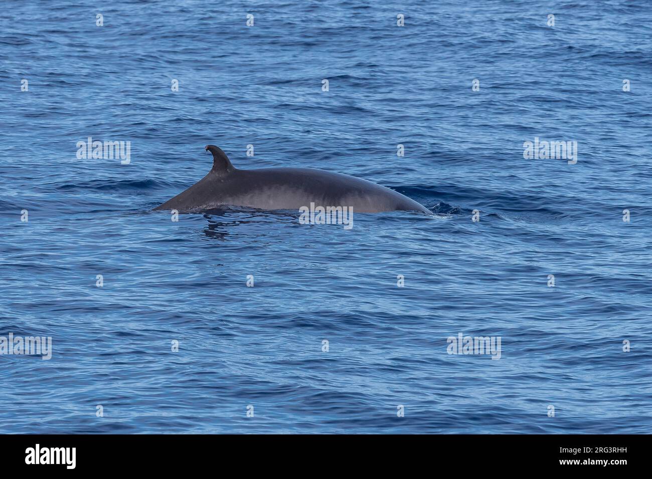 Common Minke Whale (Balaenaoptera acutorostrata) surfacing 2km NW off Corvo, Azores, Portugal. Stock Photo