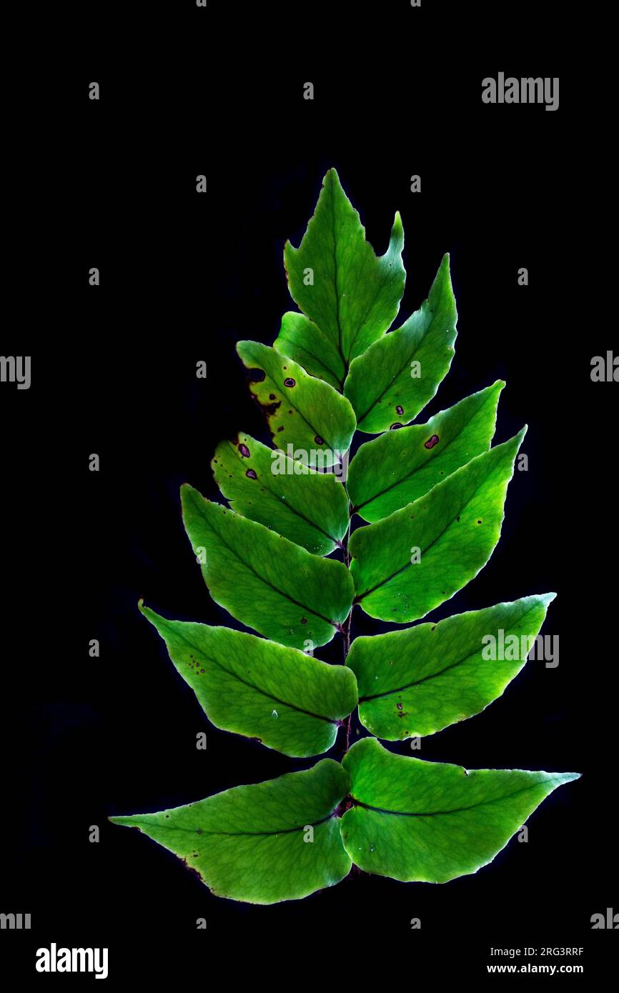 Sickle leaved Holly Fern, Cyrtomium falcatum Stock Photo