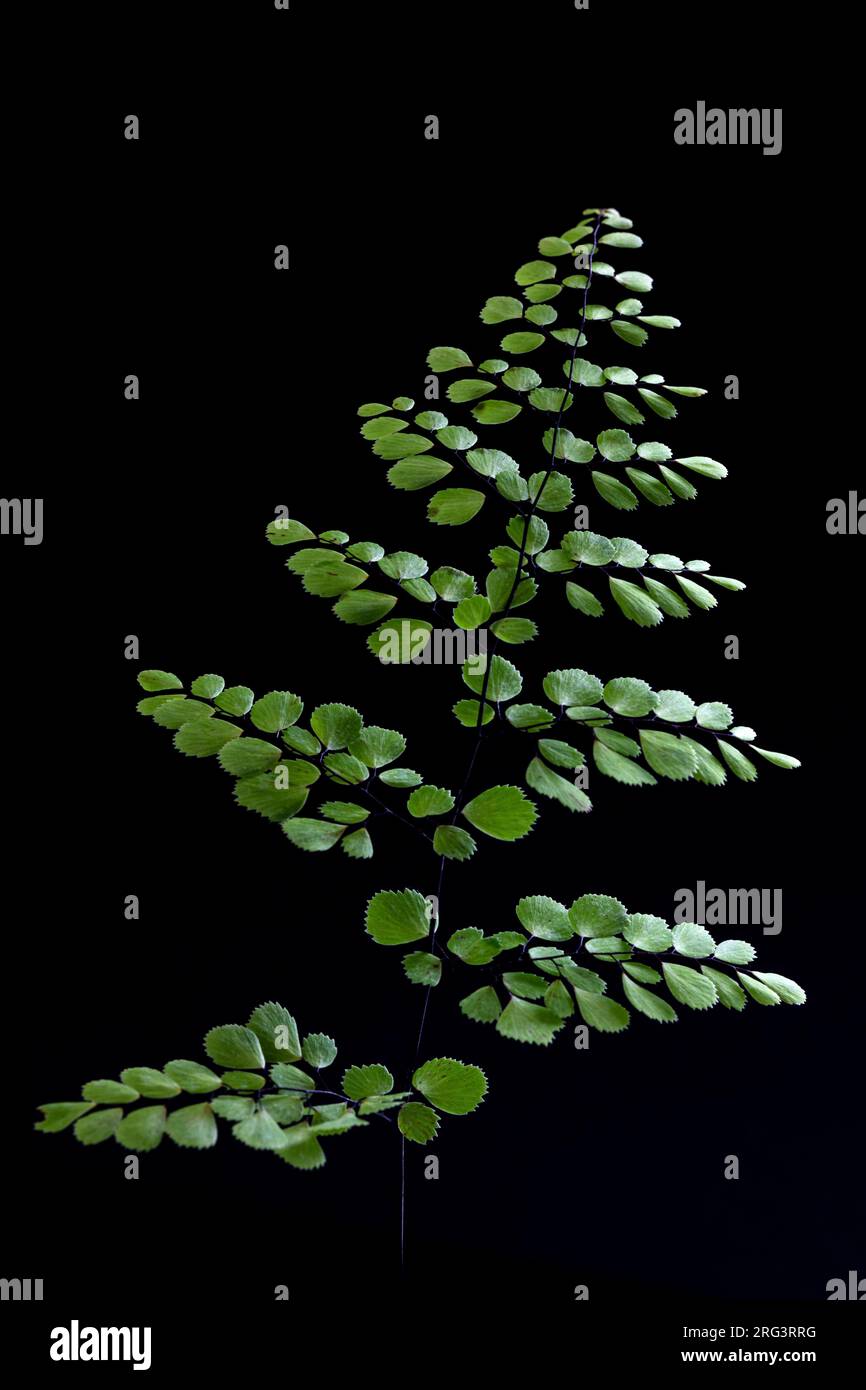 Evergreen maidenhair, Adiantum venustum Stock Photo