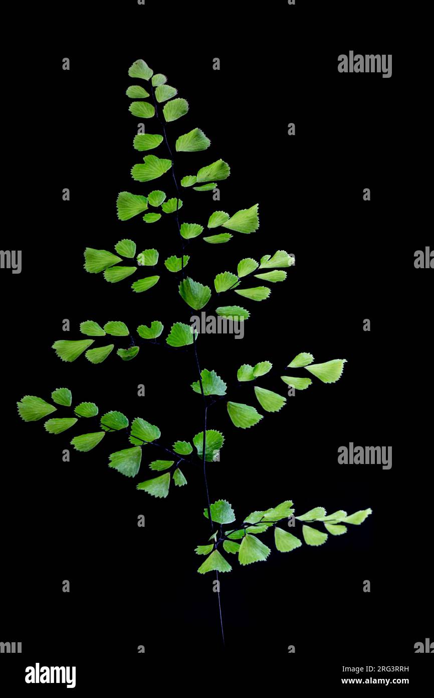 Evergreen maidenhair, Adiantum venustum Stock Photo