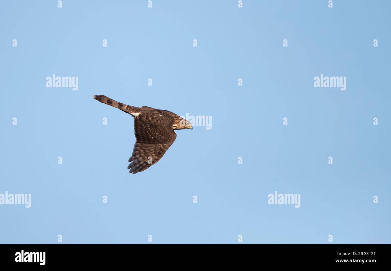 Juvenile Cooper's Hawk (Accipiter cooperii) in flight at migration at ...