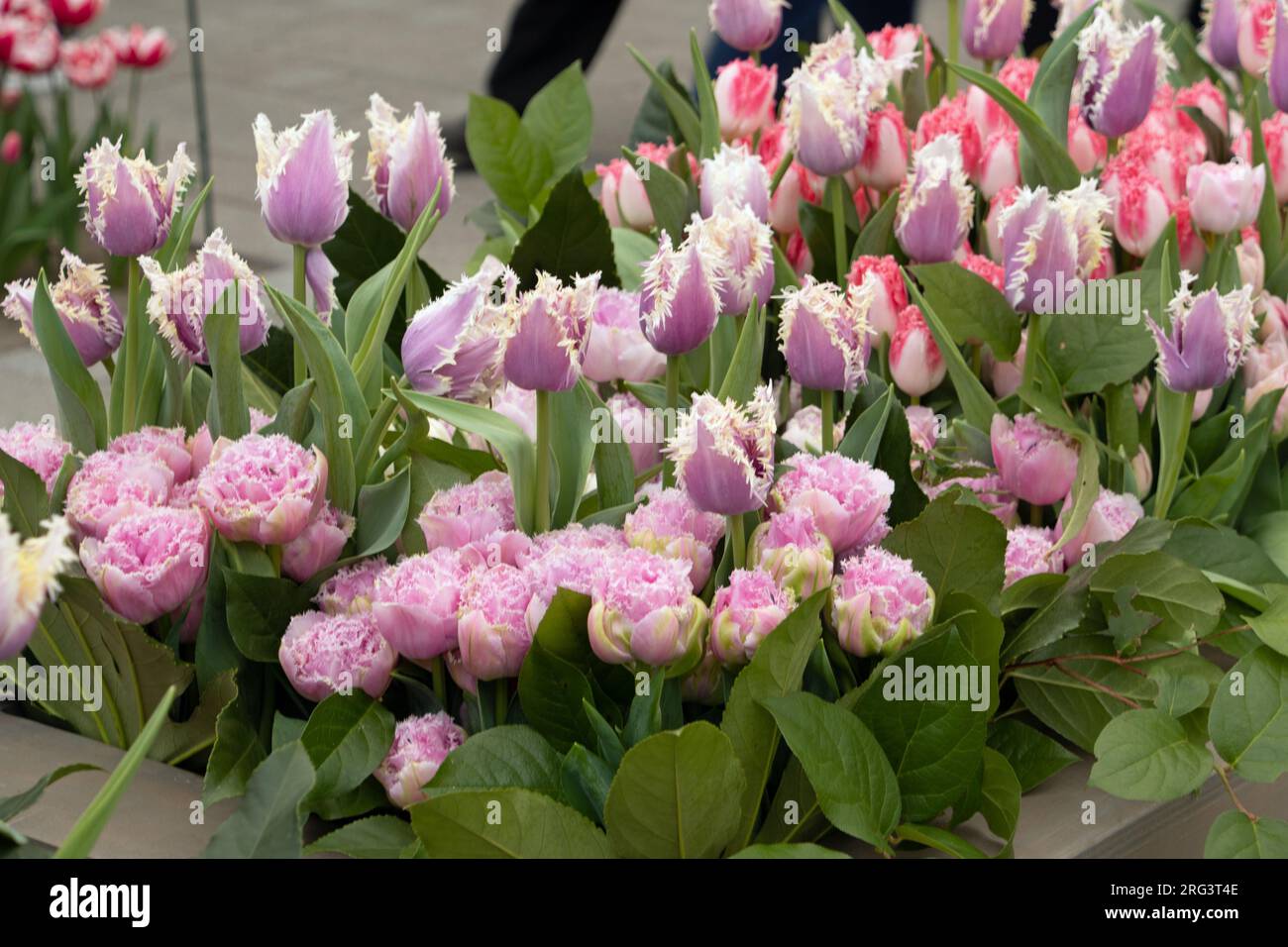 Close up of tulips tulipa at Keukenhof gardens in Lisse Holland The ...