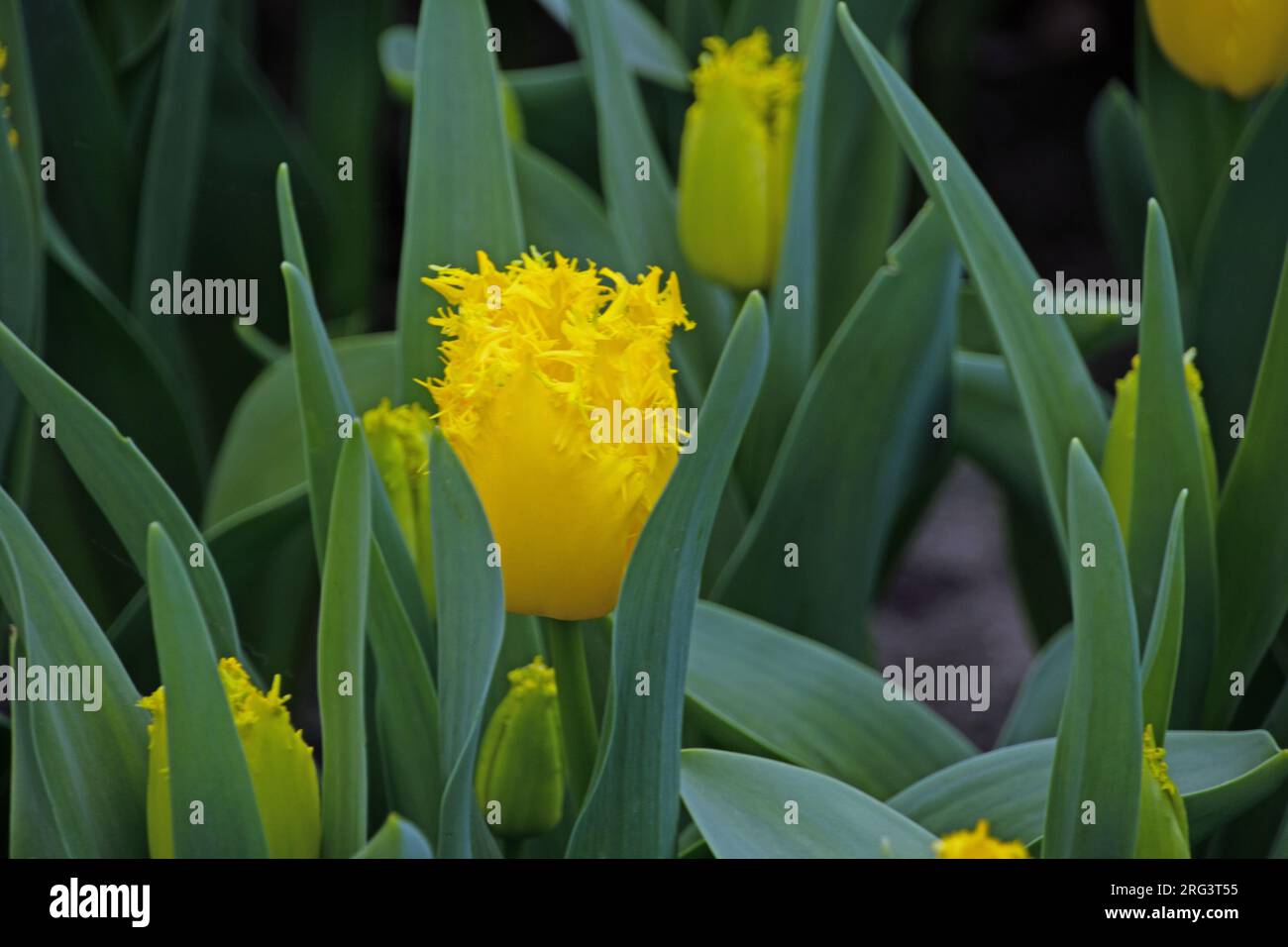 Close up of tulips tulipa at Keukenhof gardens in Lisse Holland The ...