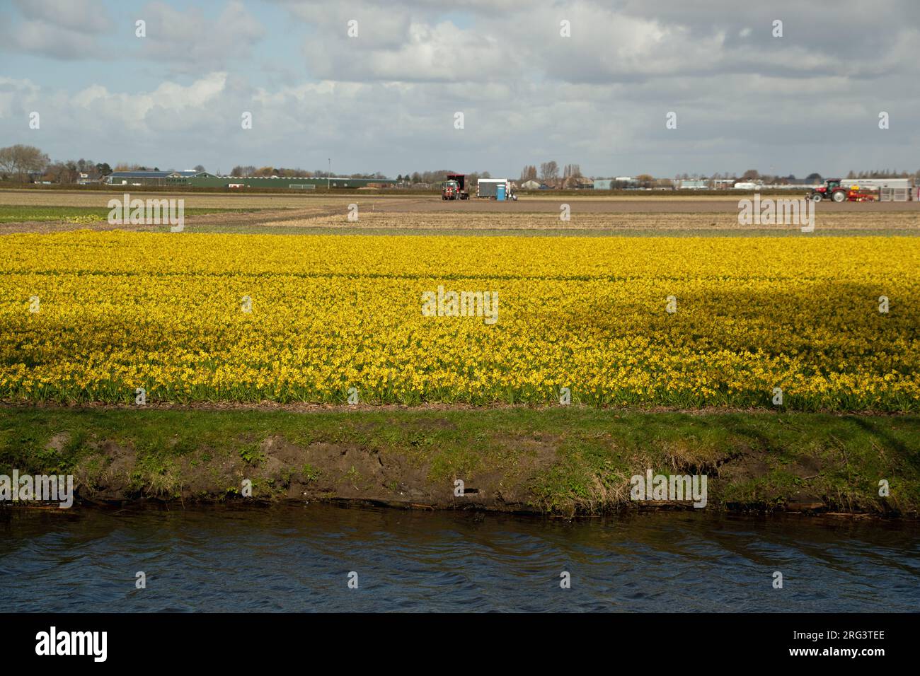 Landscape of field of yellow tulips tulipa at Keukenhof gardens in ...