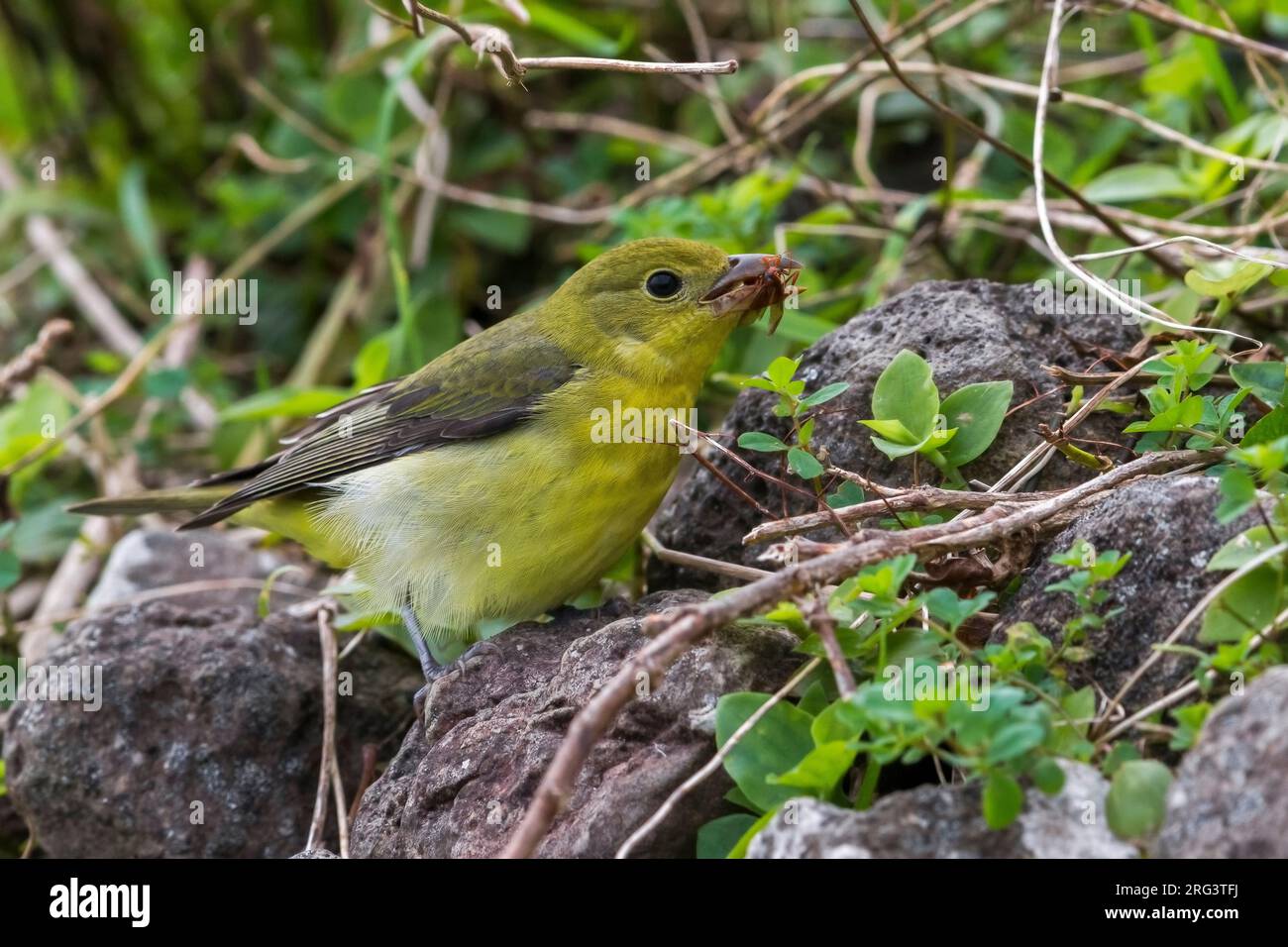 Scarlet Tanager  National Geographic