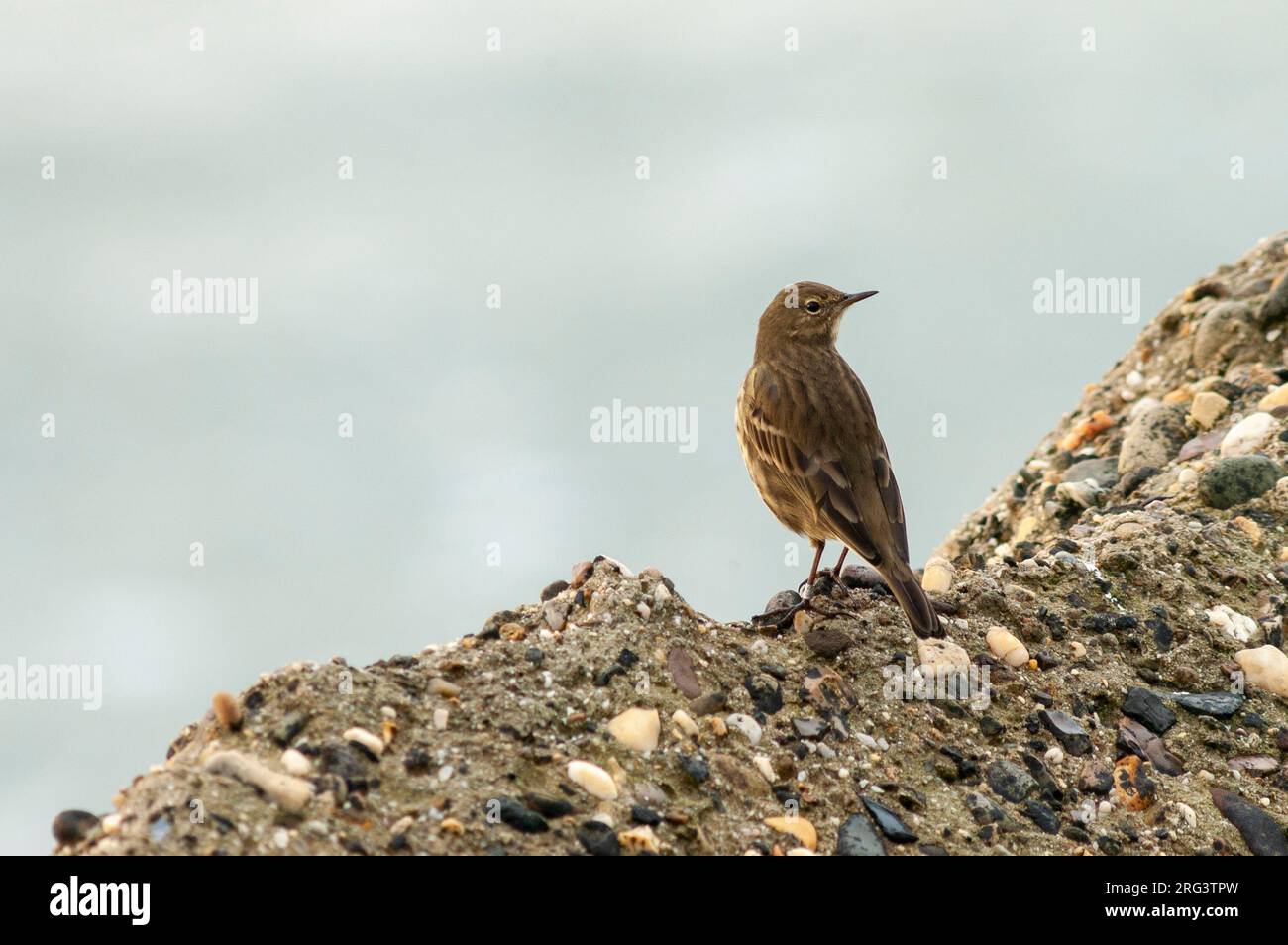 Rock Pipit (Anthus petrosus littoralis) wintering along the southern pier in Ijmuiden in the Netherlands. Stock Photo