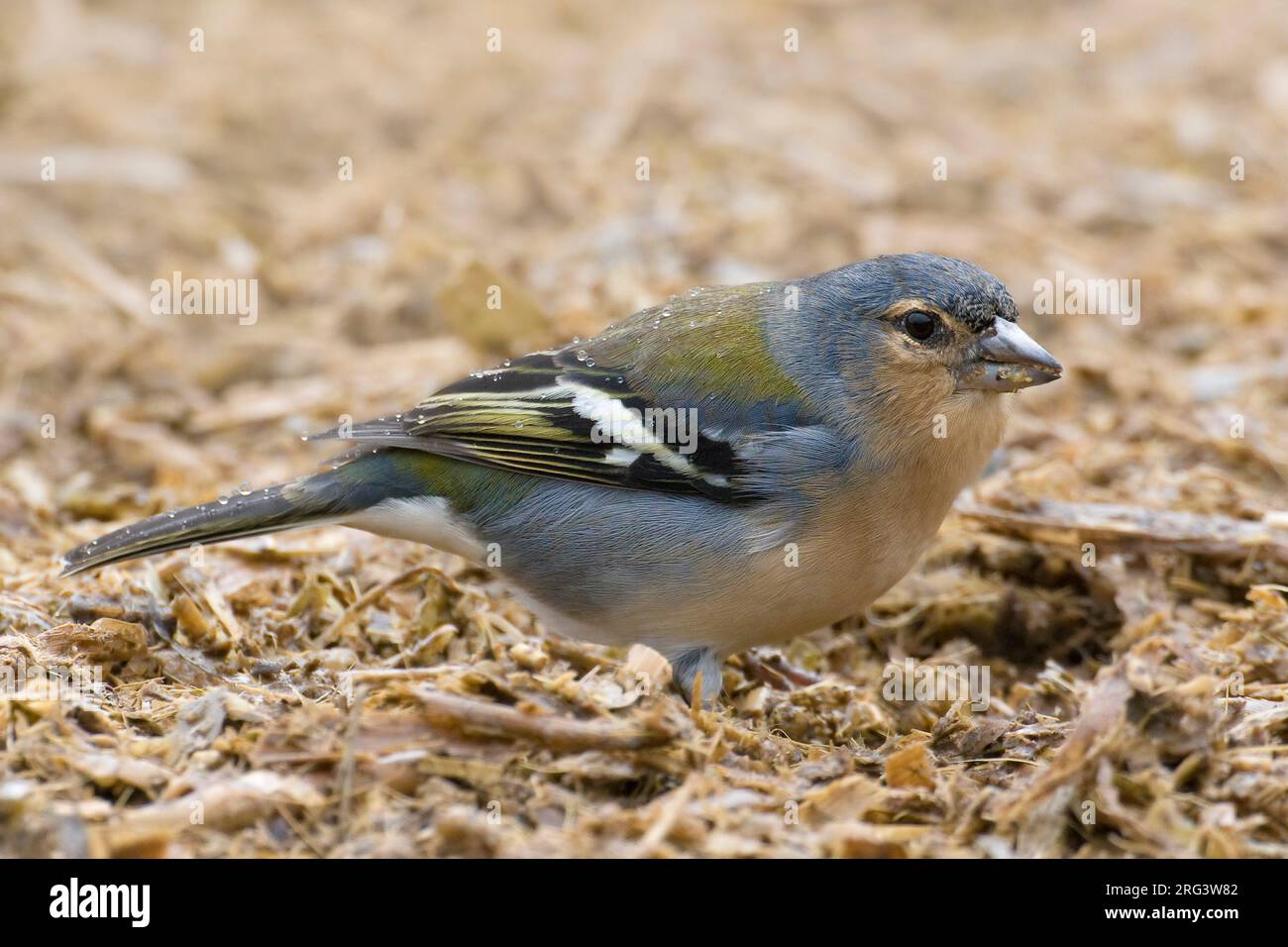 mannetje-azorenvink-male-azores-chaffinch-stock-photo-alamy