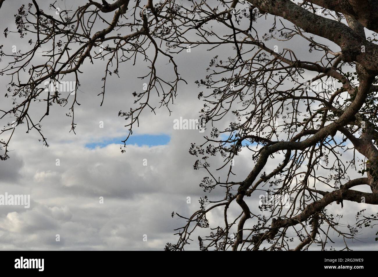 Blue eyes in the cloud Stock Photo