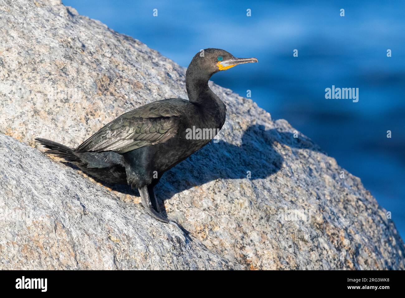 Cape Cormorant (Phalacrocorax capensis), side view of an adult in
