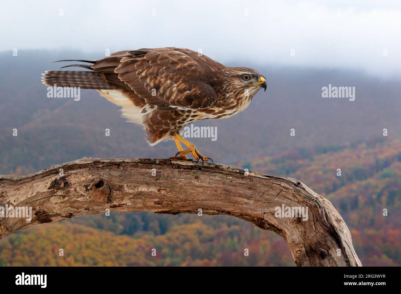 Common Buzzard (Buteo buteo), side view of a juvenile perched on an old trunk with autumn landscape in the background, Campania, Italy Stock Photo