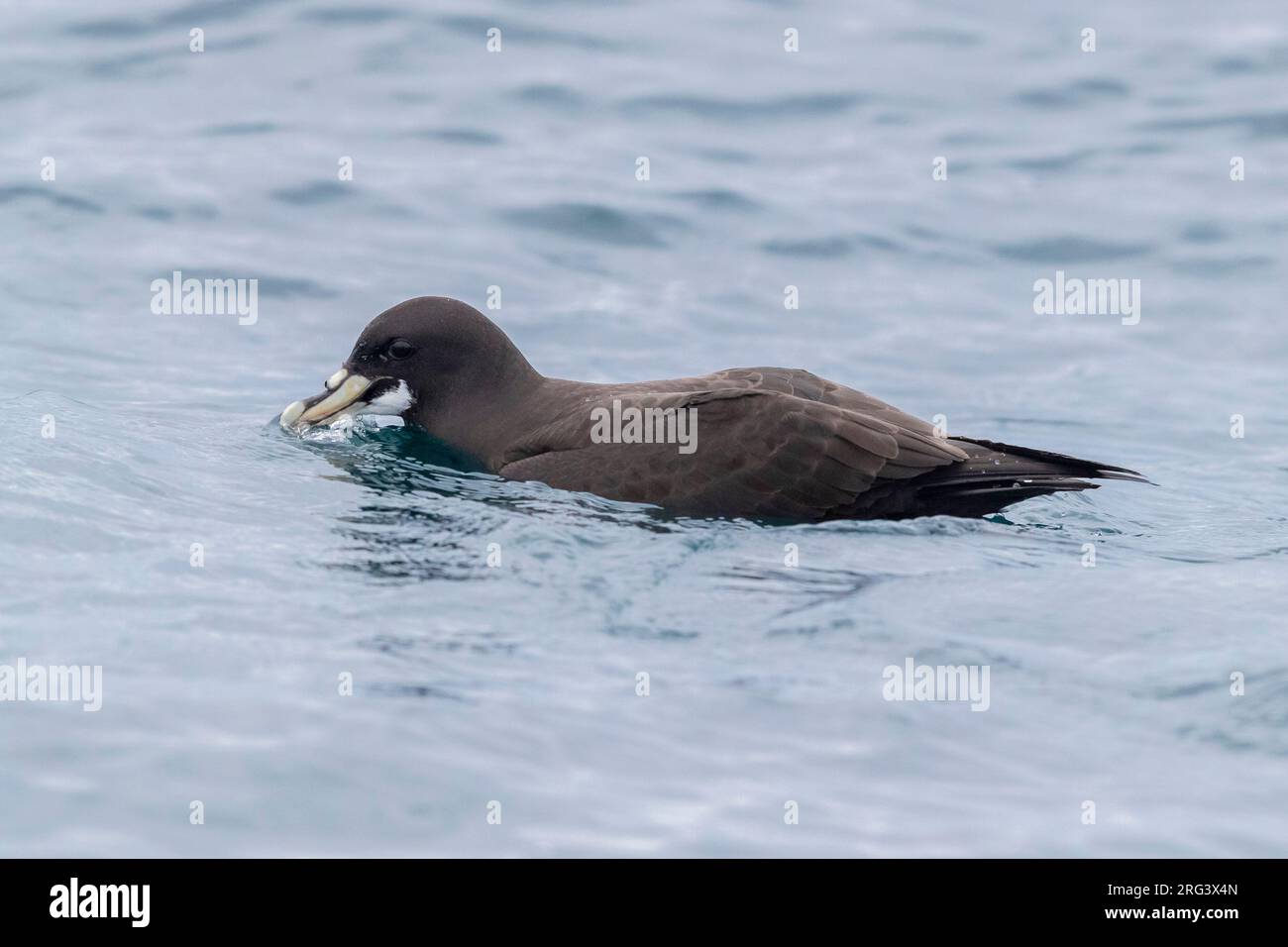 White-chinned Petrel (Procellaria aequinoctialis), individual on the water surface, Western Cape, South Afica Stock Photo