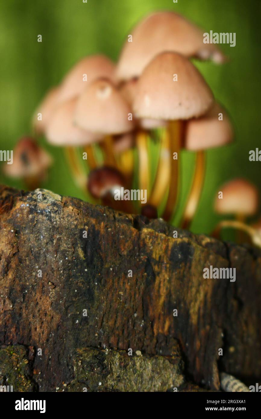 Ink cap mushrooms growing on a rotting stump in Bern, Switzerland