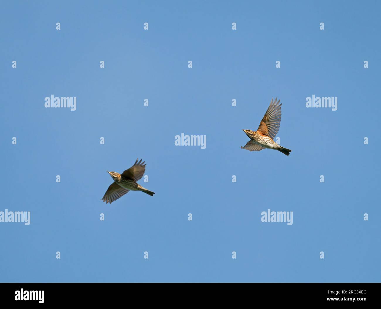 Two Redwing (Turdus iliacus) flying, migrating in blue sky, showing underside Stock Photo
