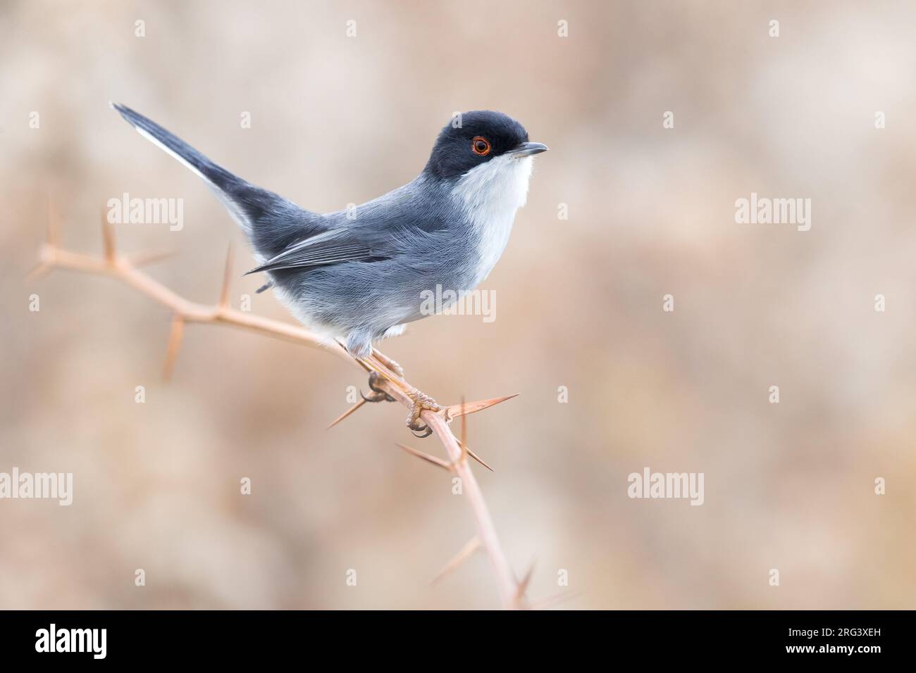 Male Sardinian Warbler, Sylvia melanocephala, in Italy. Perched on a twig. Stock Photo