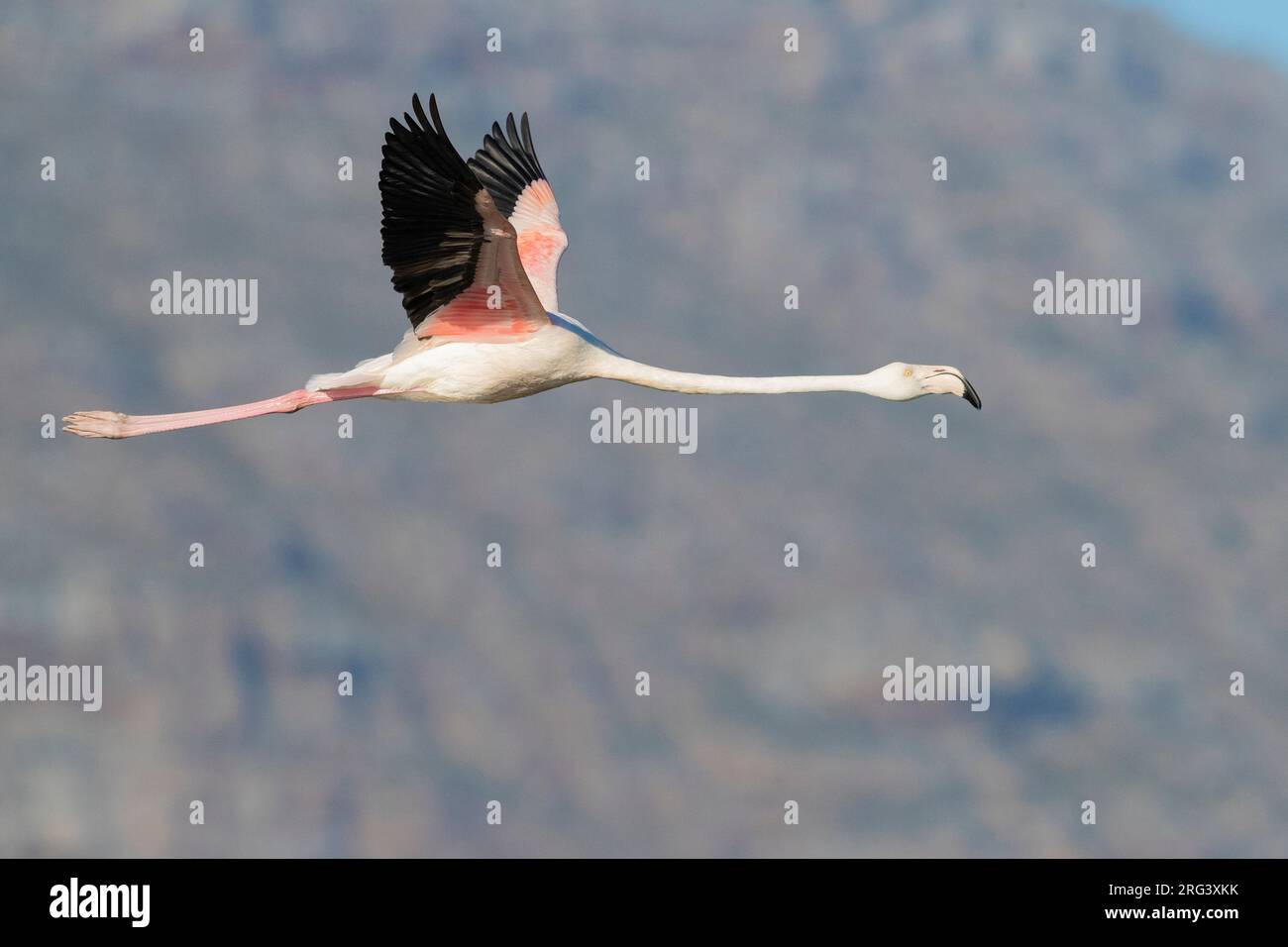 Greater Flamingo (Phoenicopterus roseus), side view of an immature in