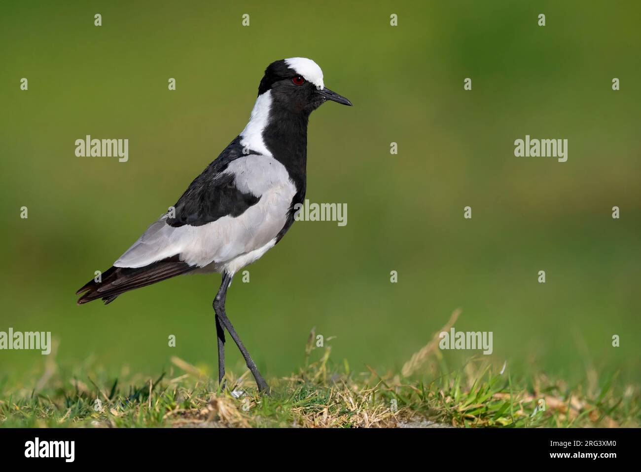 Blacksmith Lapwing (Vanellus armatus), side view of an adult standing on the ground, Western Cape, South Africa Stock Photo