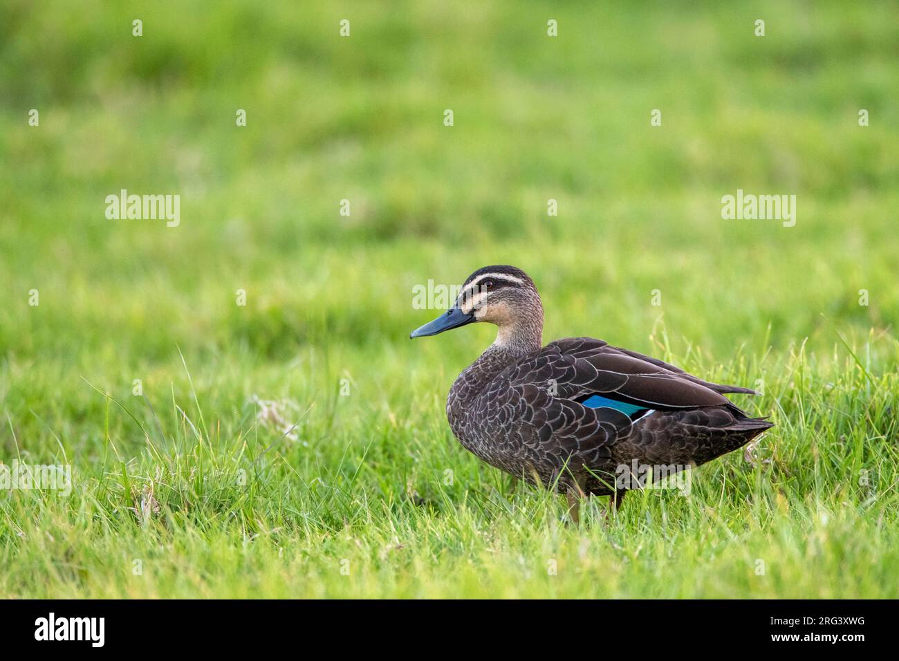 Pacific Black Duck (Anas superciliosa) in New Zealand. Also known as Grey Duck. Standing in green grass. Stock Photo