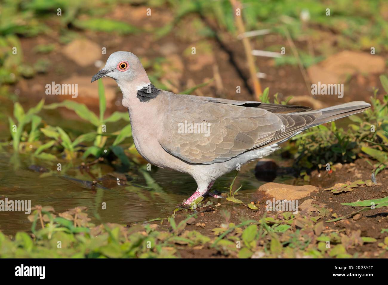 Mourning Collared Dove ( Streptopelia Decipiens Ambigua), Side View Of ...