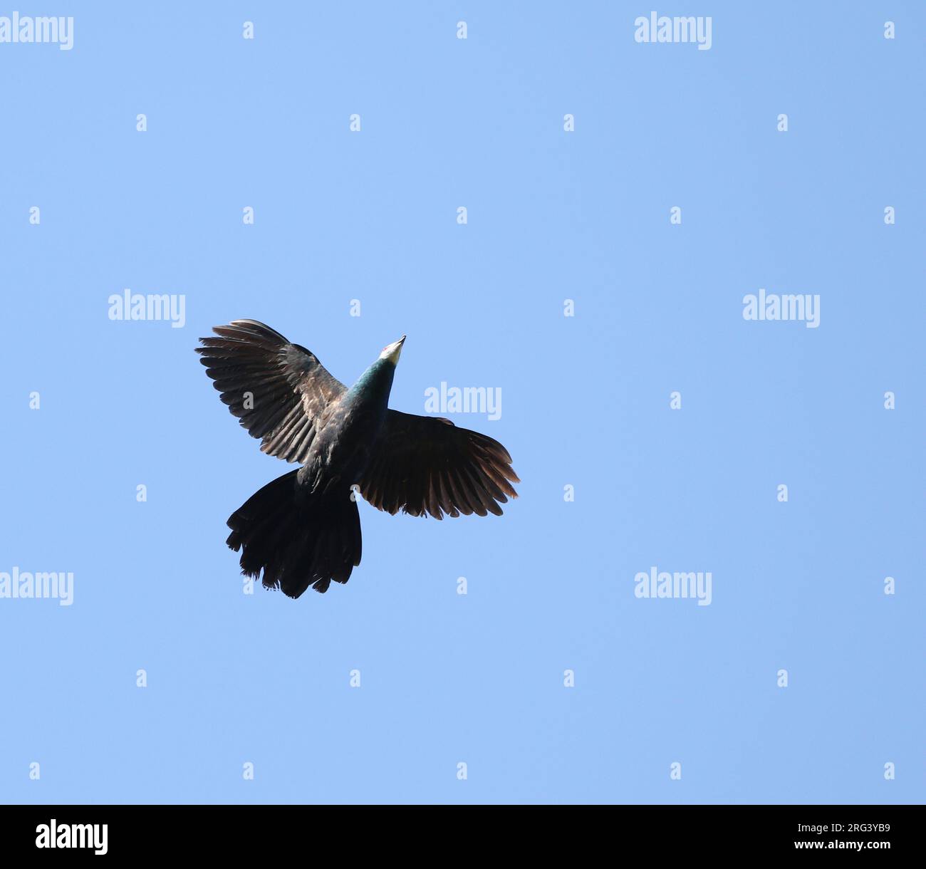 Turacoena manadensis hires stock photography and images Alamy