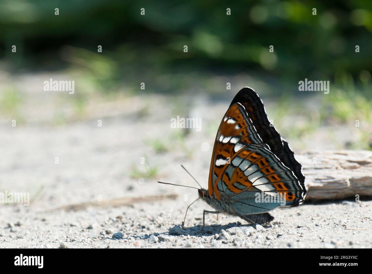 Poplar Admiral (Limenitis populi), butterfly wings folded on gravel road, showing underparts Stock Photo