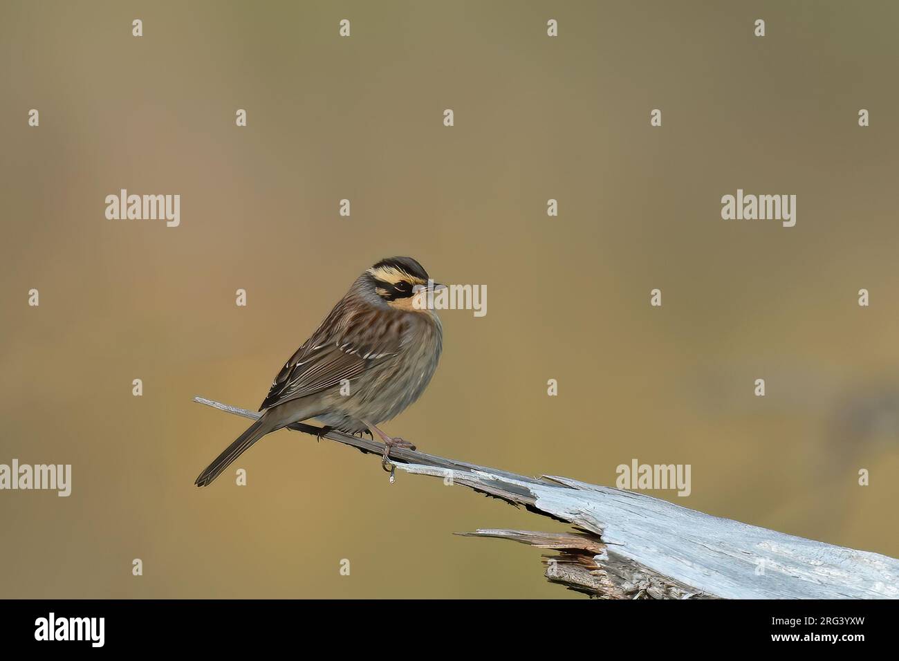 Siberian Accentor (Prunella montanella), side view of bird perched on a dry log against yellow background. Rare vagrant to Finland. Stock Photo