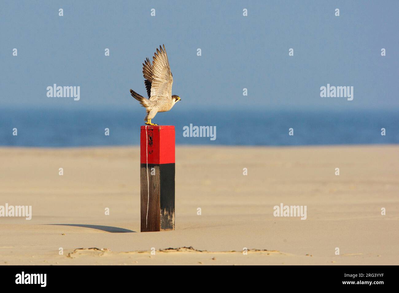 Peregrine Falcon (Falco peregrinus) taking off from a wooden pole on the beach of a Wadden Island in the Netherlands. Stock Photo