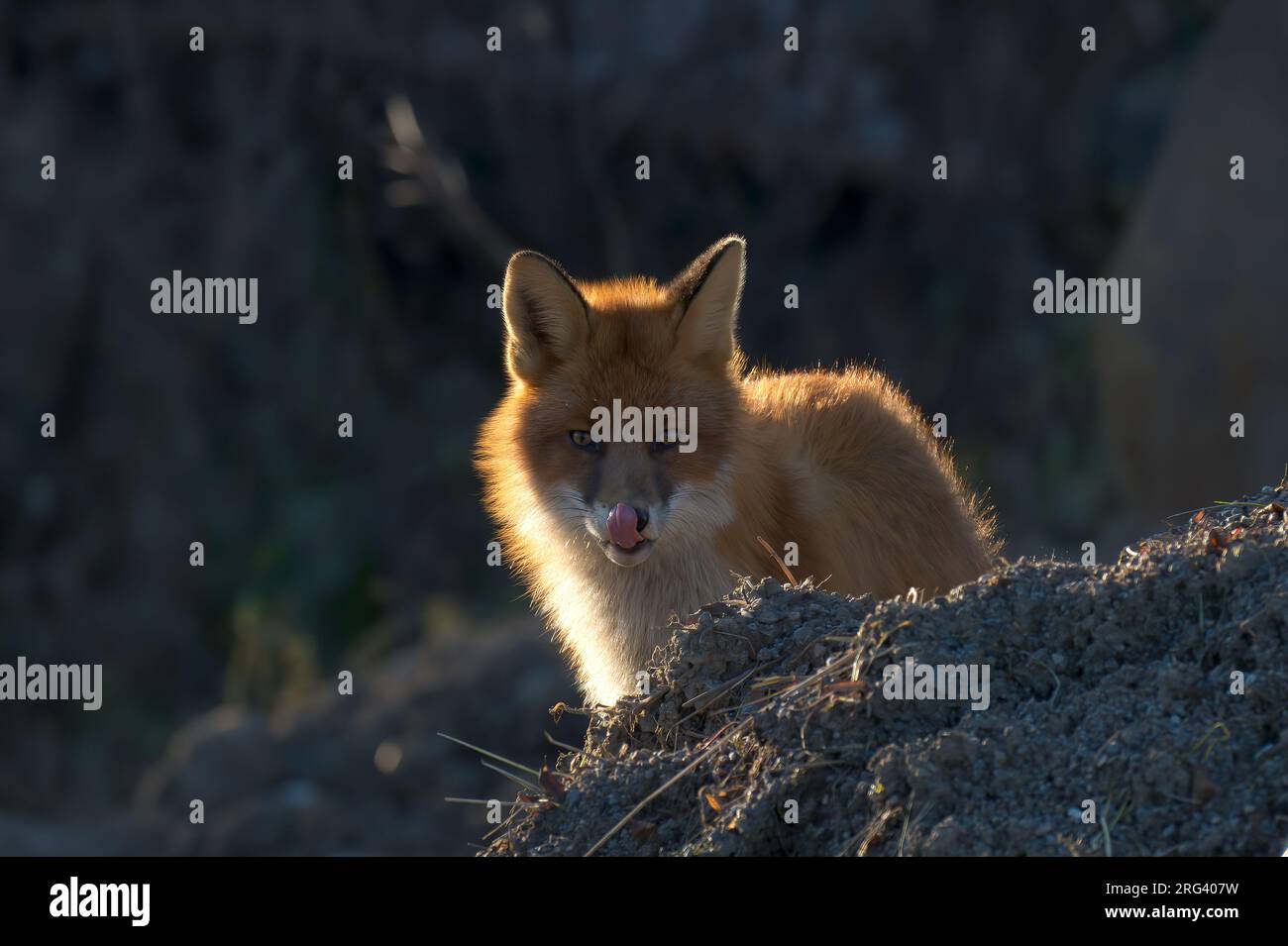 Fox watching behind him hi-res stock photography and images - Alamy