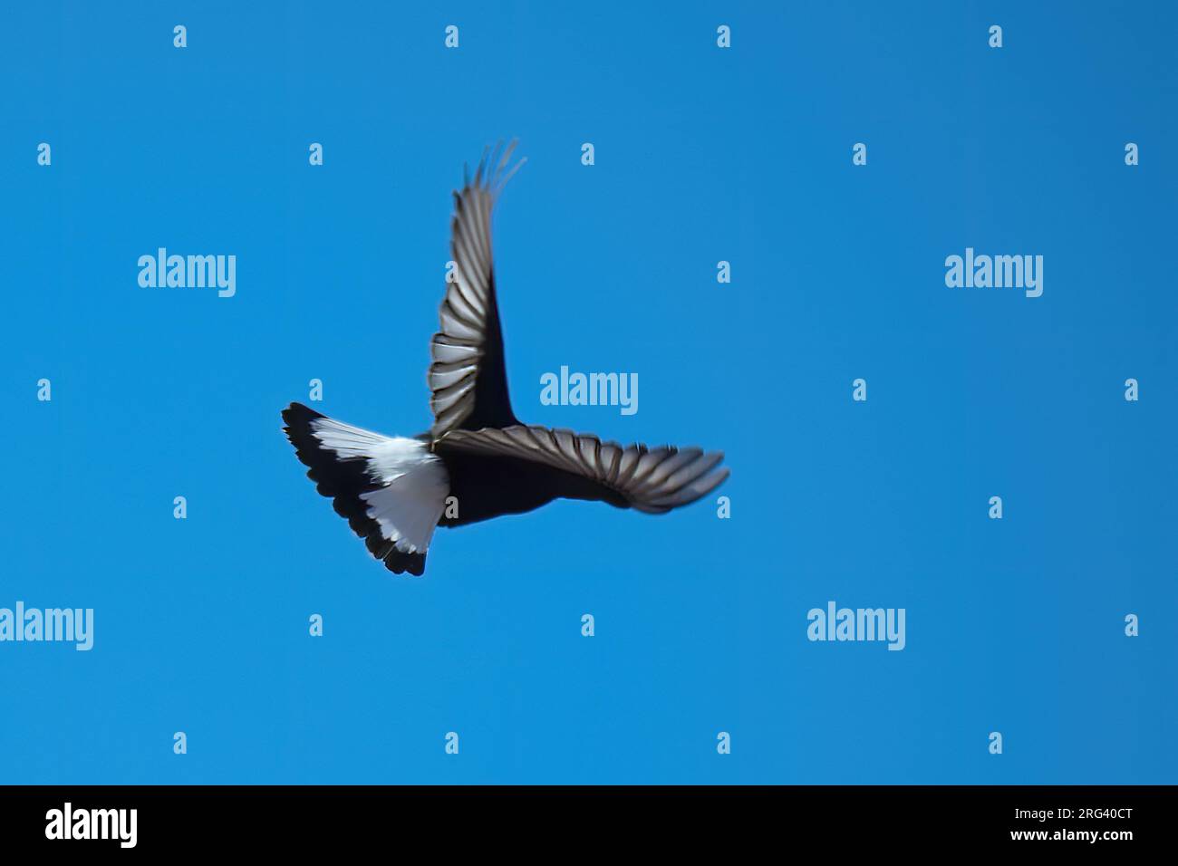 Black Wheatear (Oenanthe leucura), bird seen from behind showing back and tail pattern in flight against blue sky. Stock Photo