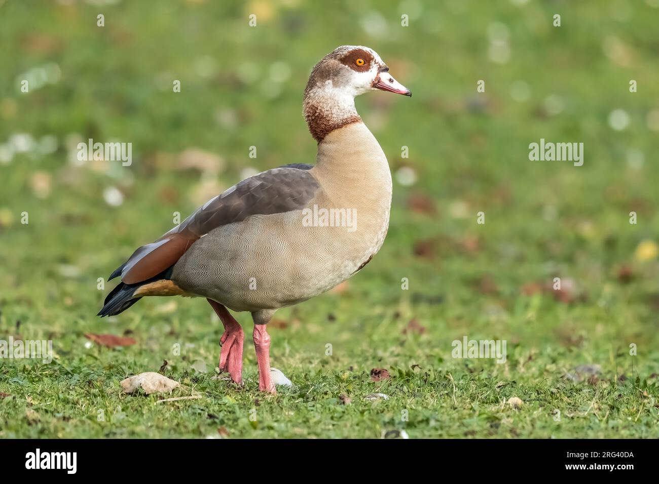 Adult male Egyptian Goose (Alopochen aegyptiacus) walking on grass in Maelaerts Lake, Wolluwe Saint Lambert, Brussels, Brabant, Belgium. Stock Photo