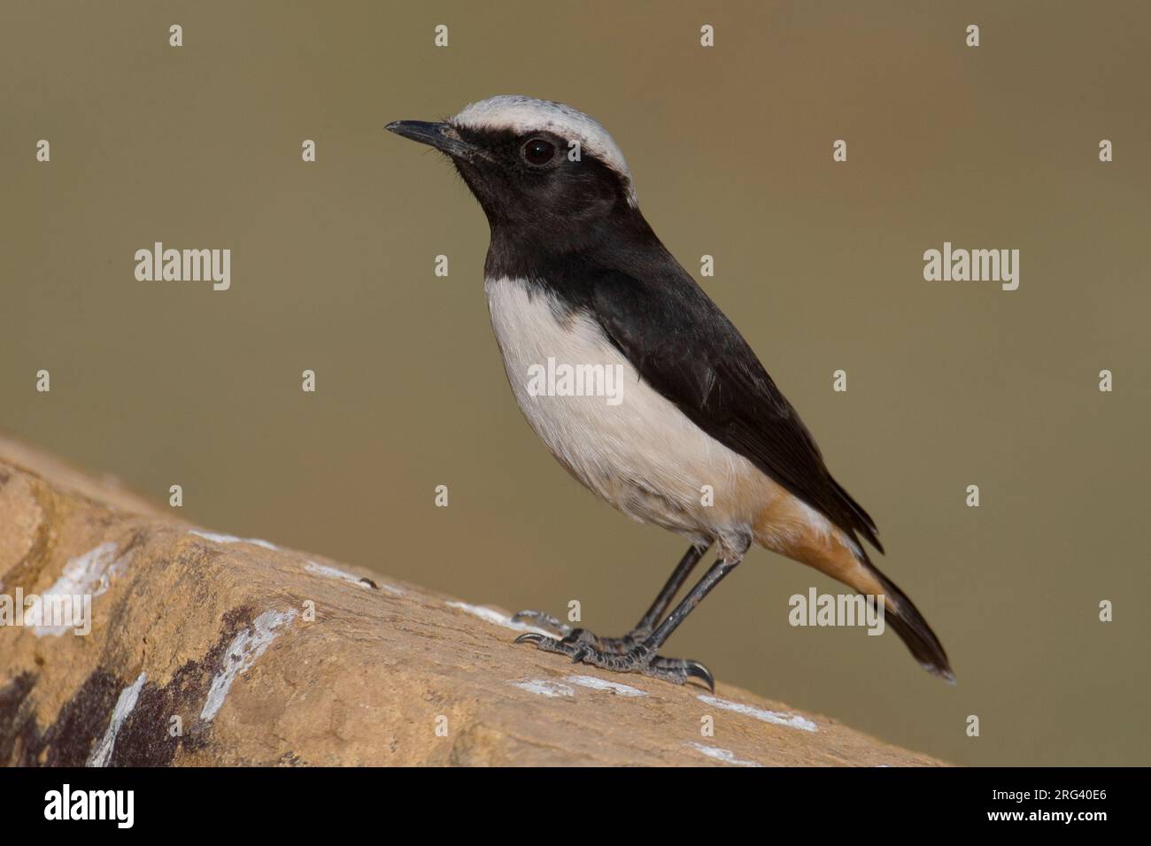 mannetje-arabische-tapuit-male-south-arabian-wheatear-stock-photo-alamy