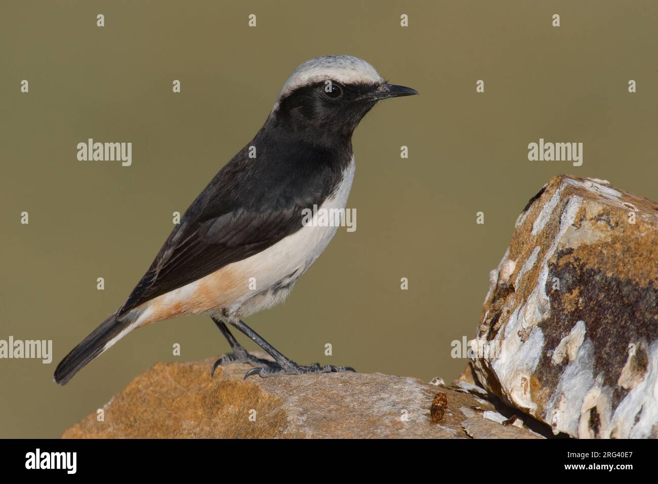 mannetje-arabische-tapuit-male-south-arabian-wheatear-stock-photo-alamy