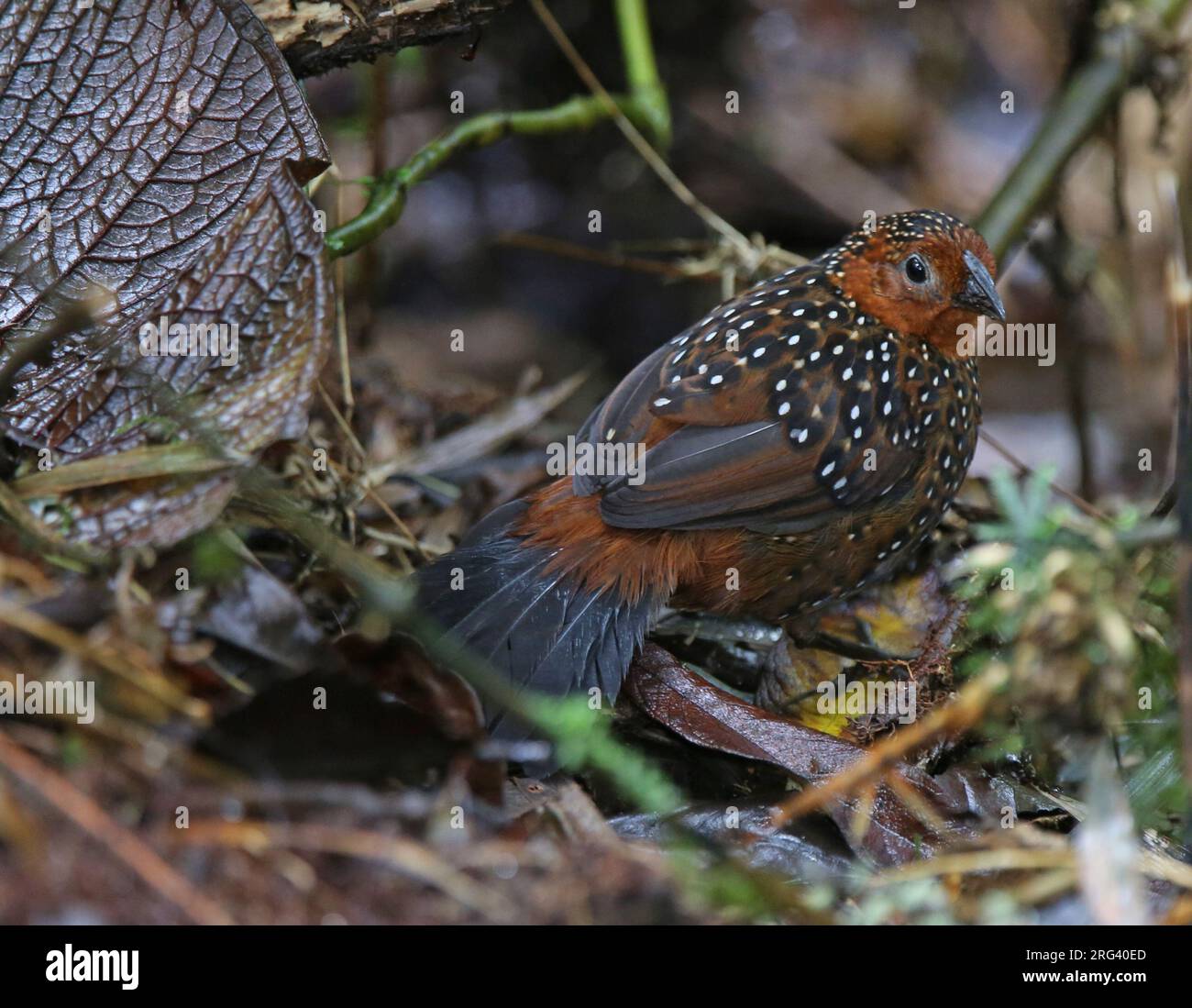 Ocellated Tapaculo (Acropternis orthonyx orthonyx) at Rio Blanco Ecological Reserve, Manizales, Caldas, Colombia. Stock Photo