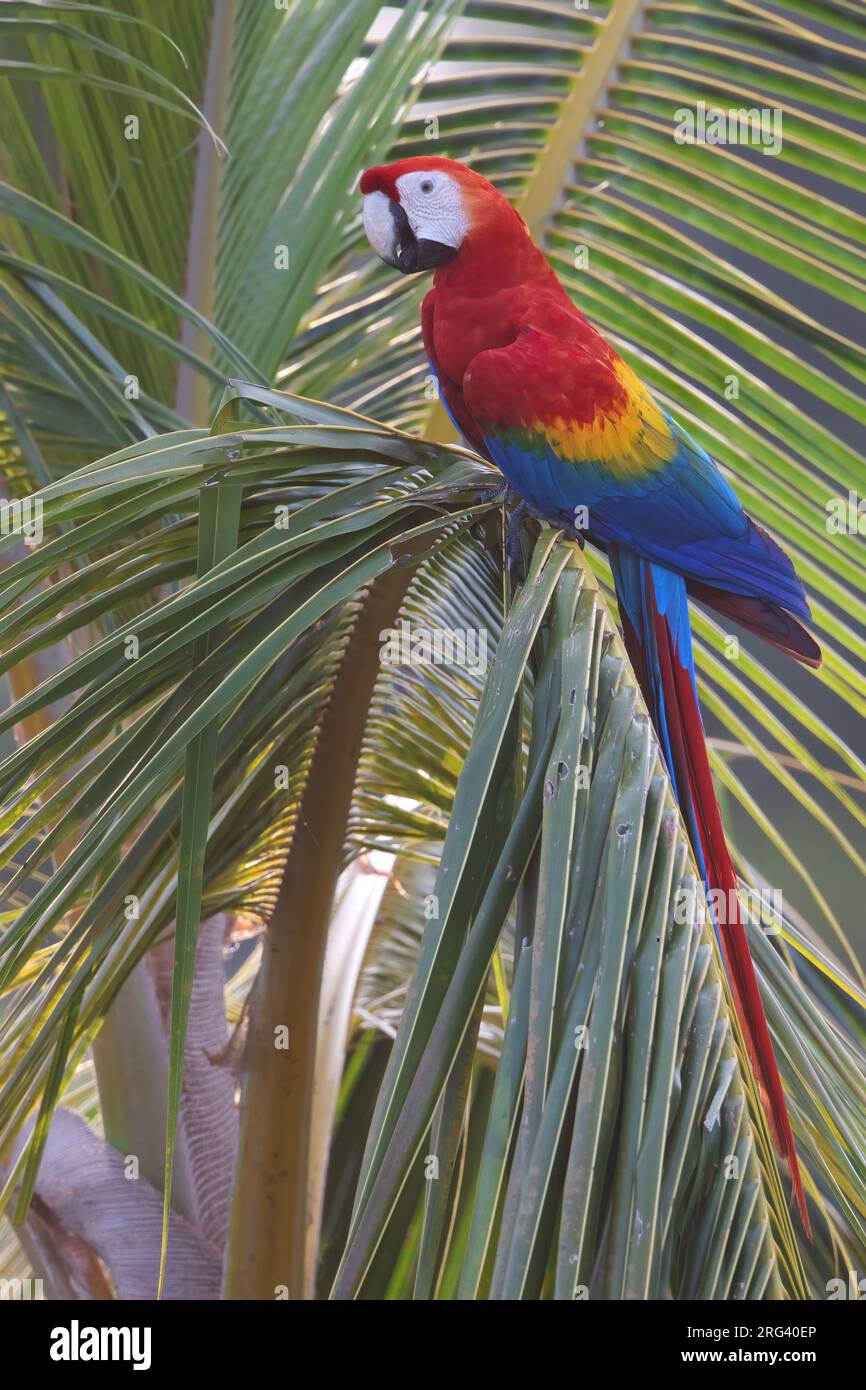 Scarlet Macaw, Ara macao, in Guyana. Stock Photo