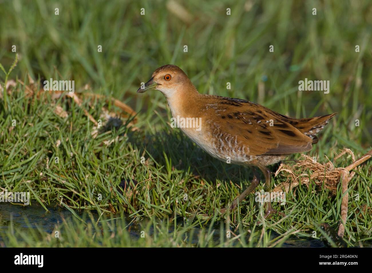 Kleinst waterhoen in nat terein, Baillon's Crake in wet terain Stock ...
