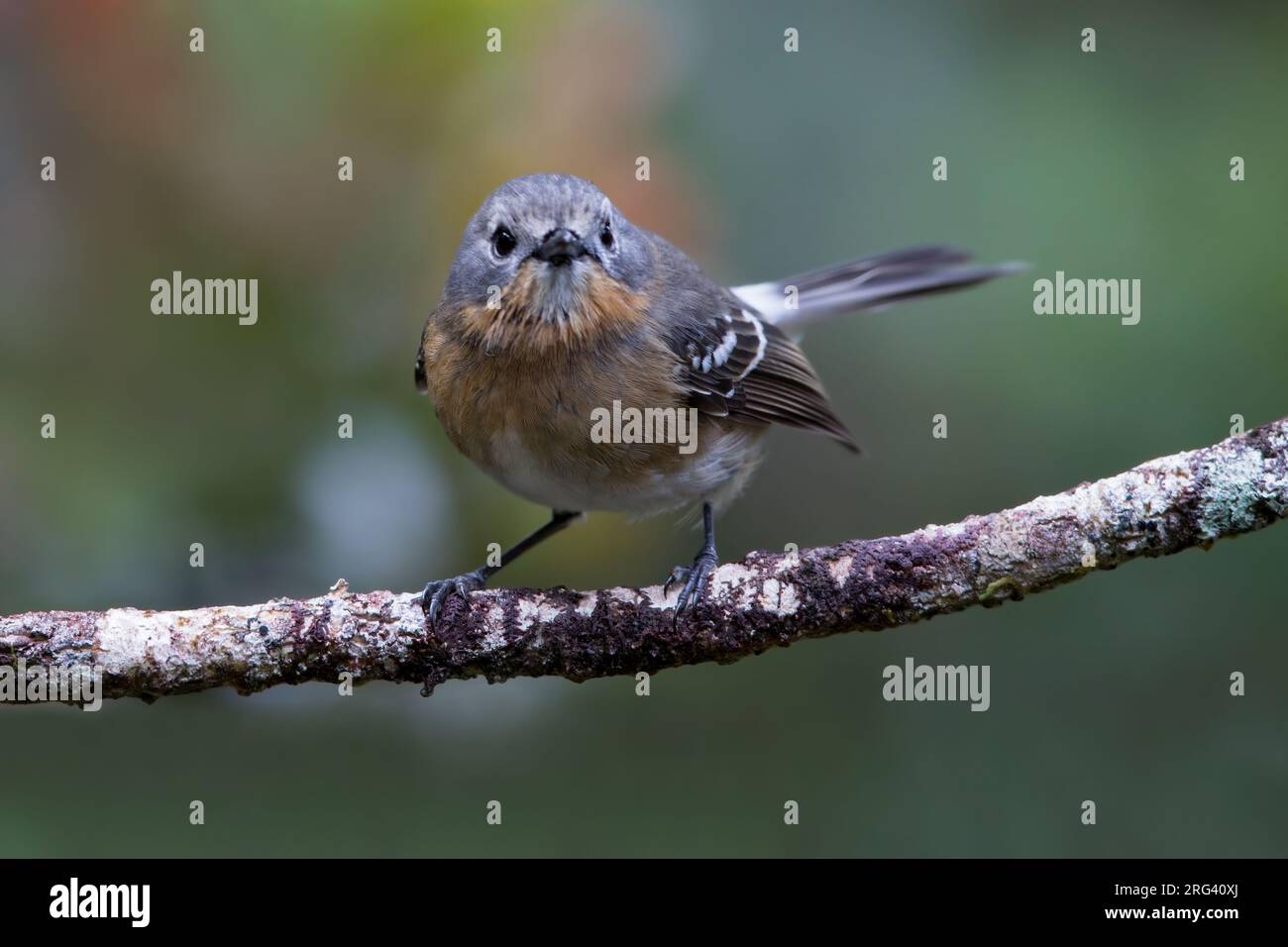 Kauaʻi ʻelepaio (Chasiempis sclateri) perched on a branch Stock Photo