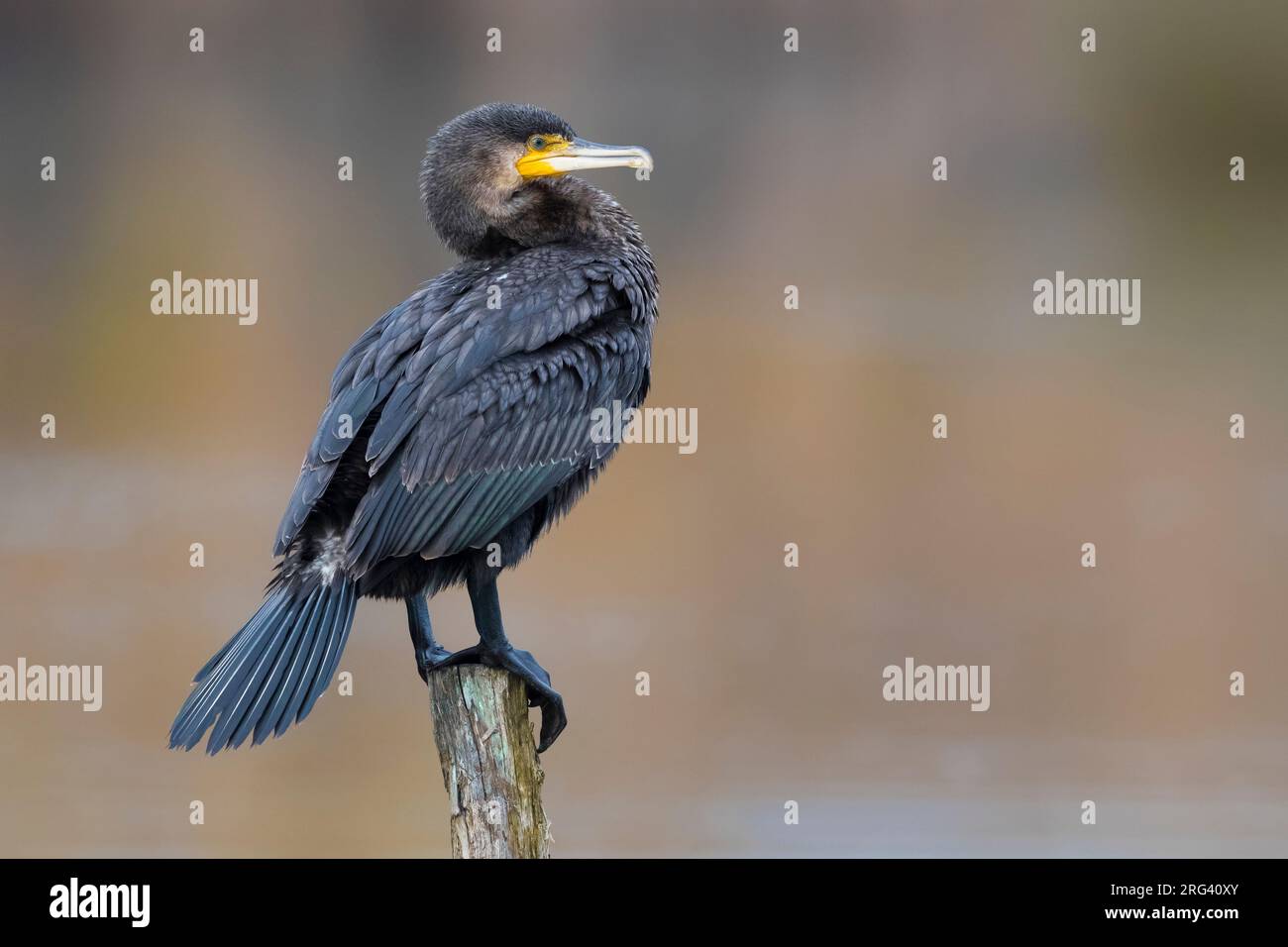 Great Cormorant (Phalacrocorax carbo ssp. sinensis) perched on a pole Stock Photo