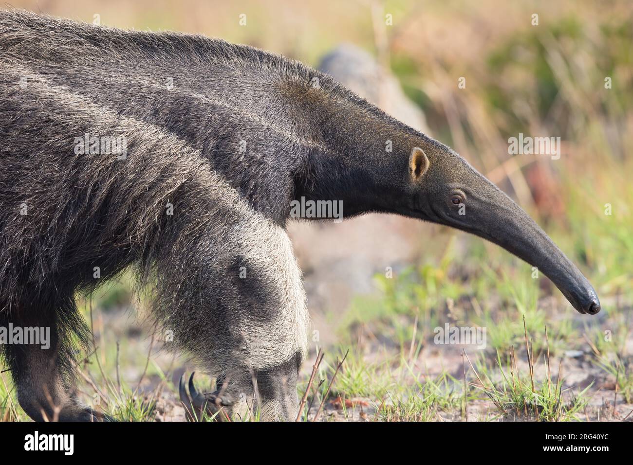Giant anteater, Myrmecophaga tridactyla, in Guyana. Closeup of the head