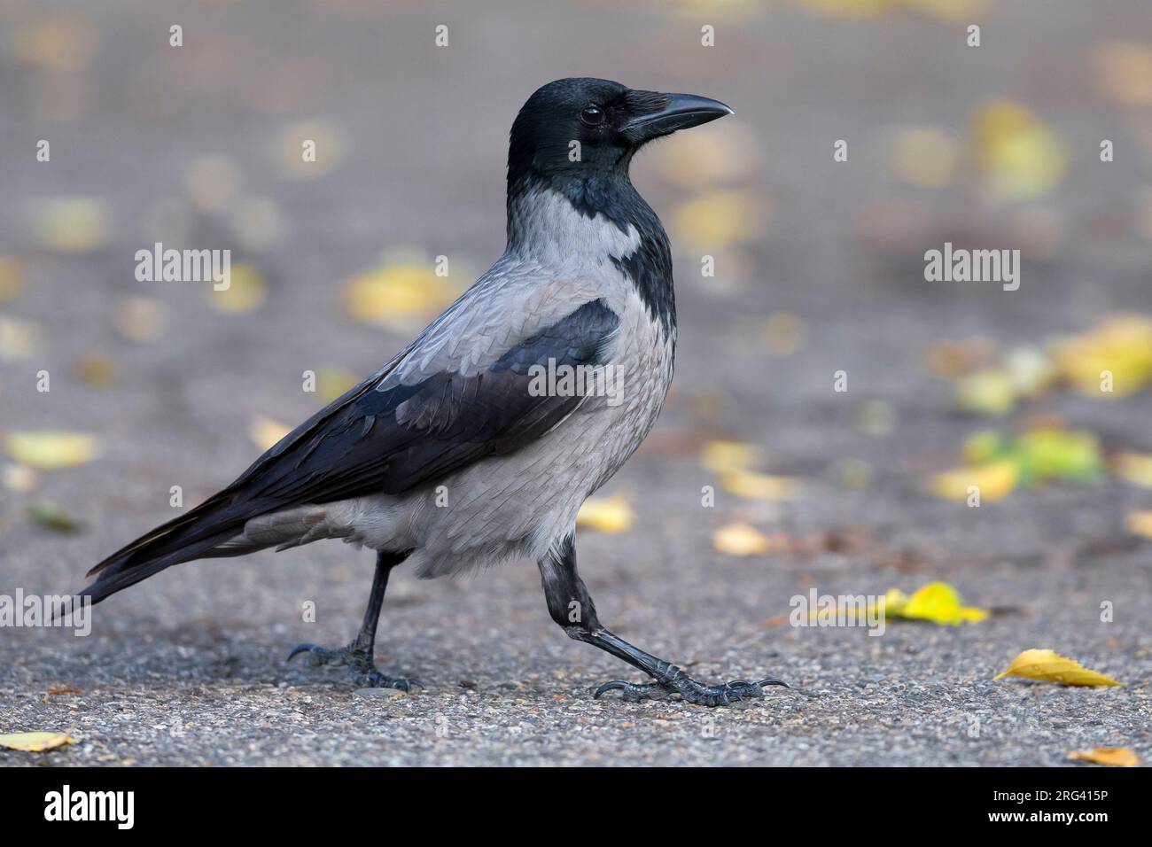 Bonte Kraai Hooded Crow Stock Photo Alamy