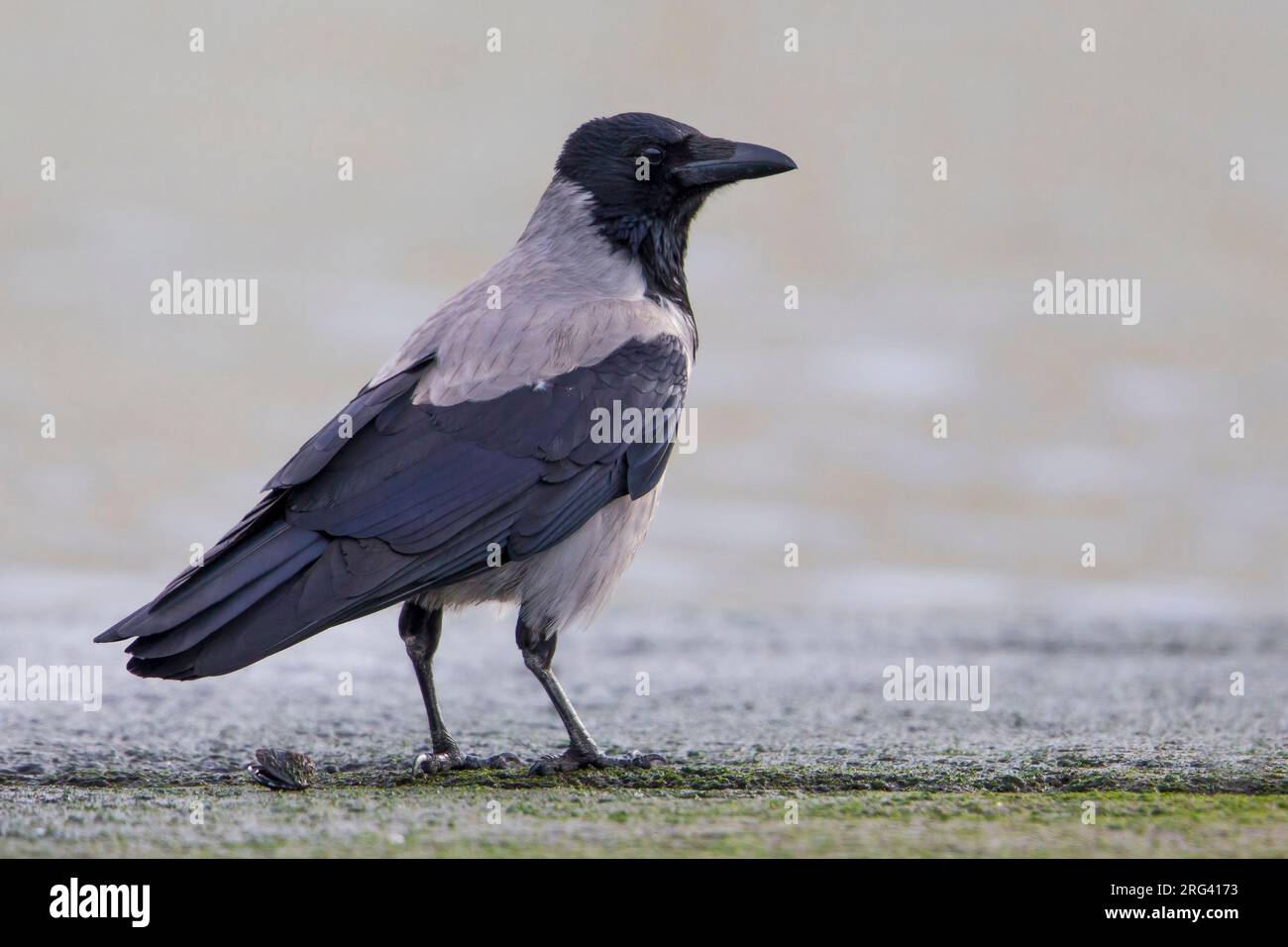 Bonte Kraai Hooded Crow Stock Photo Alamy