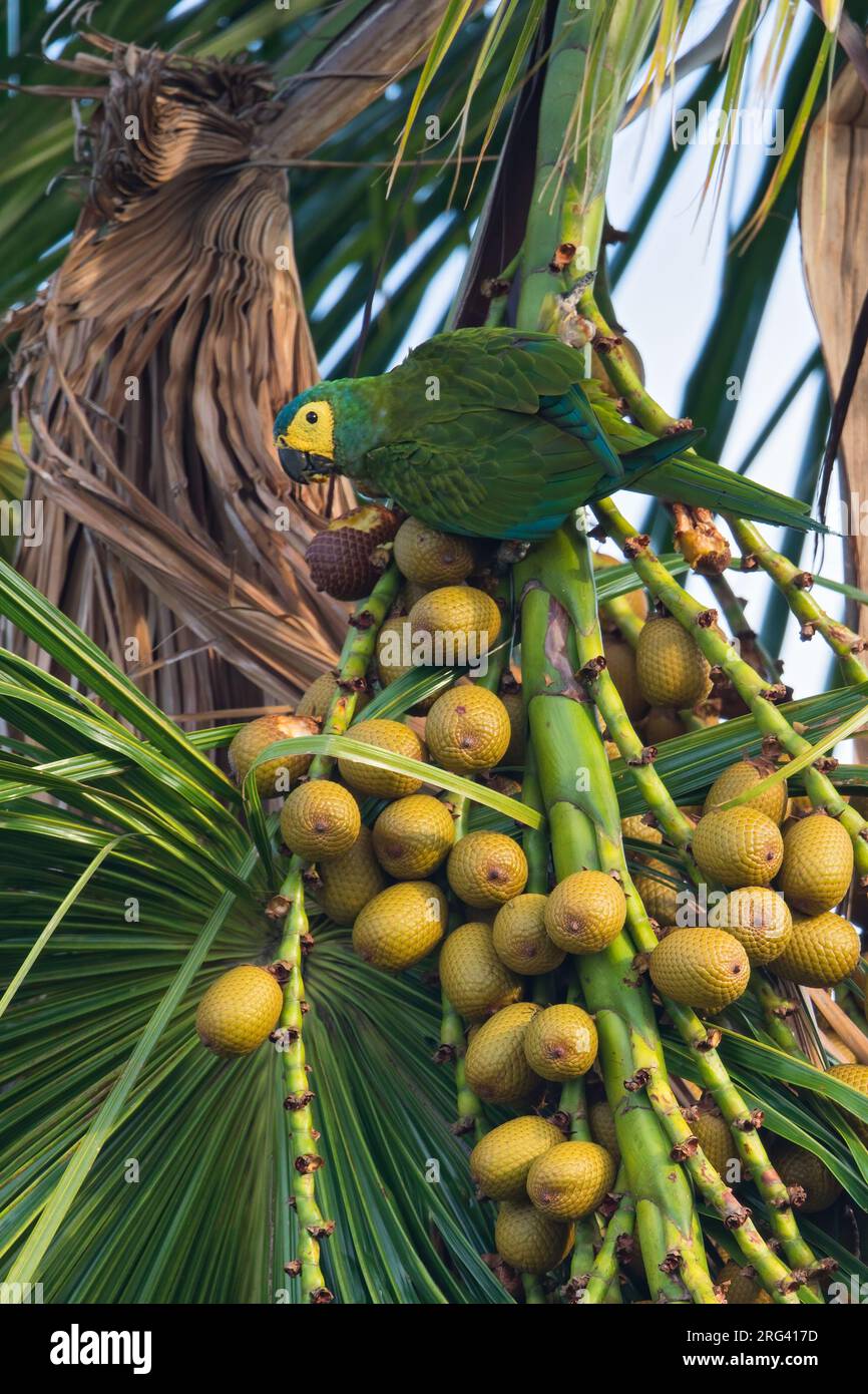 Red-bellied Macaw (Orthopsittaca manilatus)) in Guyana. Also known as Guacamaya Manilata. Stock Photo