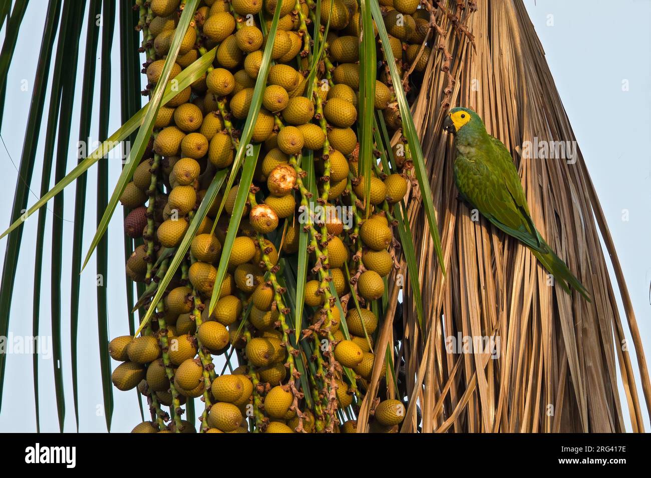 Red-bellied Macaw (Orthopsittaca manilatus)) in Guyana. Also known as Guacamaya Manilata. Stock Photo