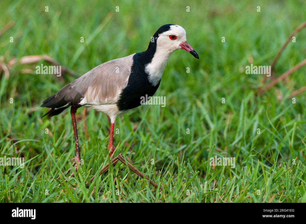 Portrait of a long-toed lapwing, Vanellus crassirostris, walking and hunting in tall grass. Chobe National Park, Botswana. Stock Photo