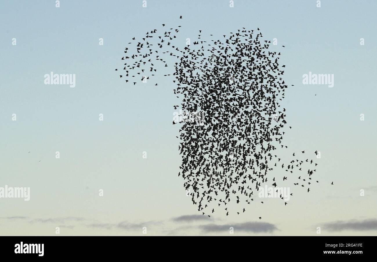 Merlin (Falco columbarius aesalon) chasing Starlings at Toldeo, Spain Stock Photo