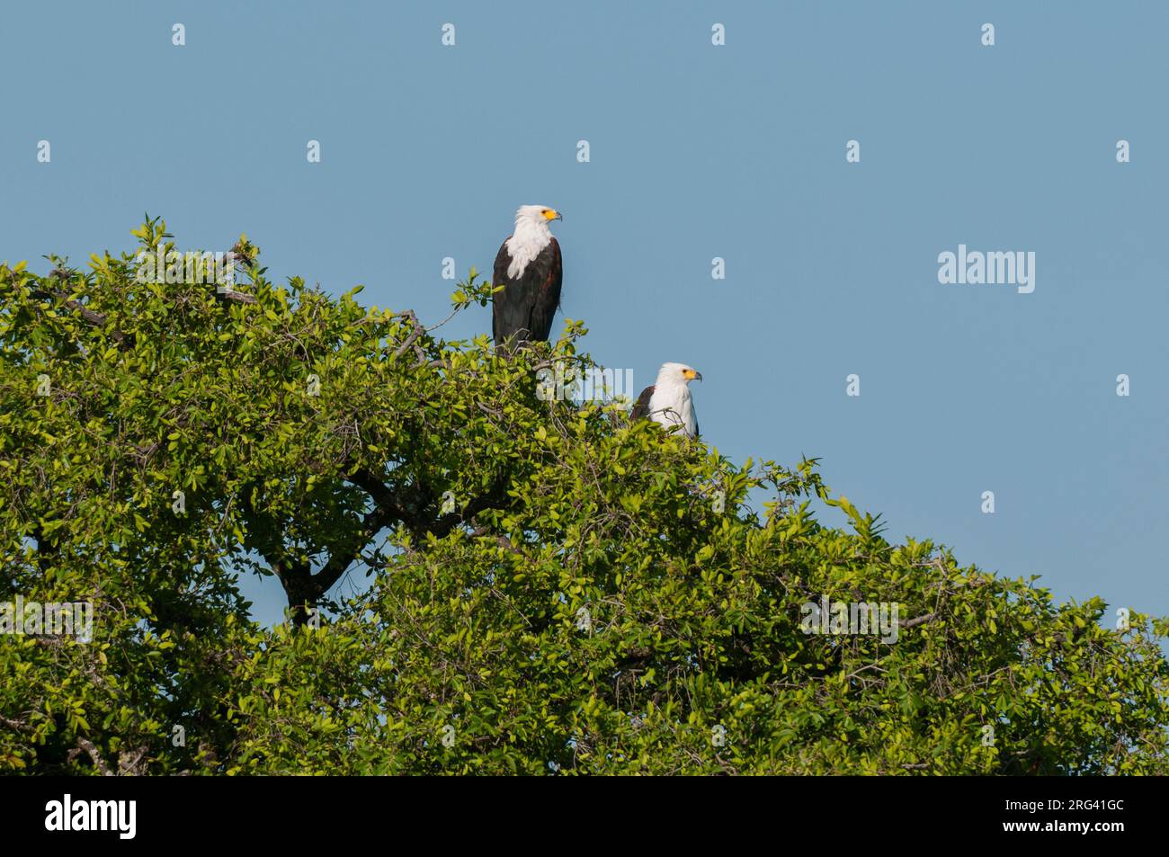 A pair of African fish eagles, Haliaeetus vocifer, perching in the top of a tree. Chobe National Park, Botswana. Stock Photo